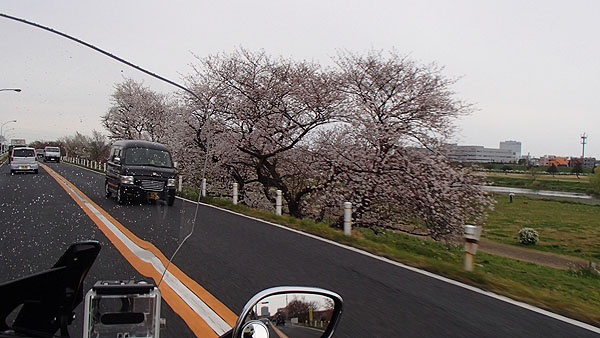 多摩川沿いの道（東京側）の桜
